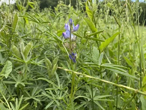 Schmalblätrige Lupinen werden zwar auch blaue Lupinen genannt, sie können aber auch weiss blühen. Im Gegensatz zur (immer weiss blühenden) weissen Lupine sind diese Sorten gegen die Pilzkrankheit Anthraknose tolerant.