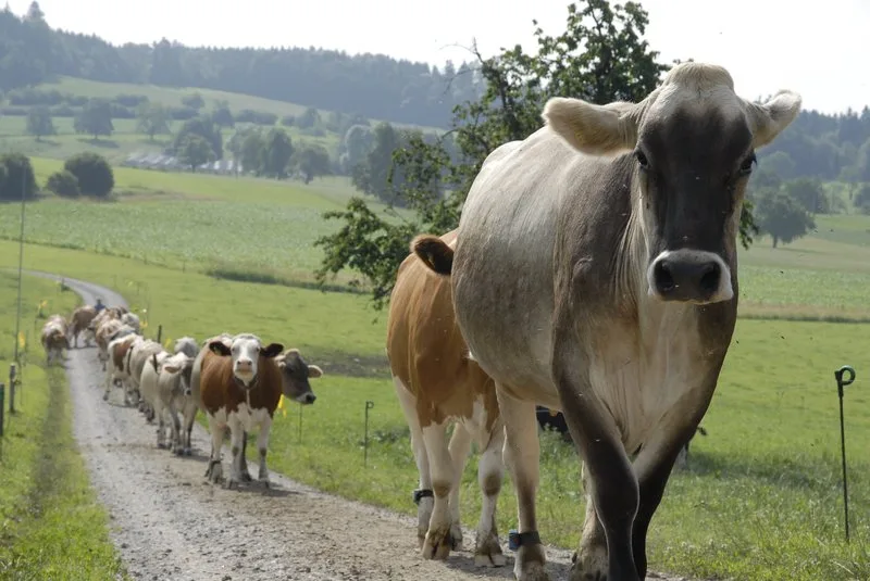 490c0167b0f52d3b6b1ac236992704224aa82cf1 Das Atzheu-System bringt mehr Biodiversität und bietet dank durchgehendes Blütenangebot Futter für Insekten. (Bild BauZ)