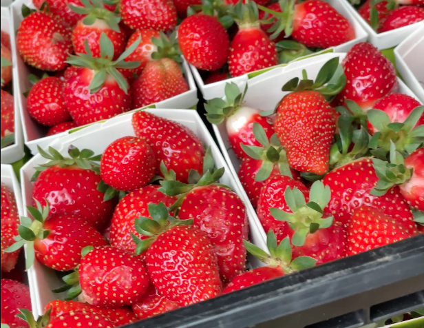 Die Erdbeeren sind so rot wie im Sommer – kosten die Pflanzen aber Kraft, die ihnen nächstes Jahr fehlen könnte.