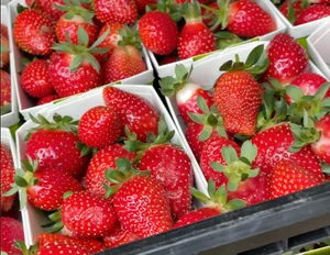 Die Erdbeeren sind so rot wie im Sommer – kosten die Pflanzen aber Kraft, die ihnen nächstes Jahr fehlen könnte.