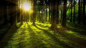 Wenn ein Baum in den ersten 25 Jahren schneller wächst, stirbt er viel früher als die langsam wachsenden Artgenossen. (Bild pixabay)