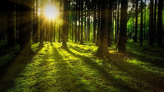 Wenn ein Baum in den ersten 25 Jahren schneller wächst, stirbt er viel früher als die langsam wachsenden Artgenossen. (Bild pixabay)