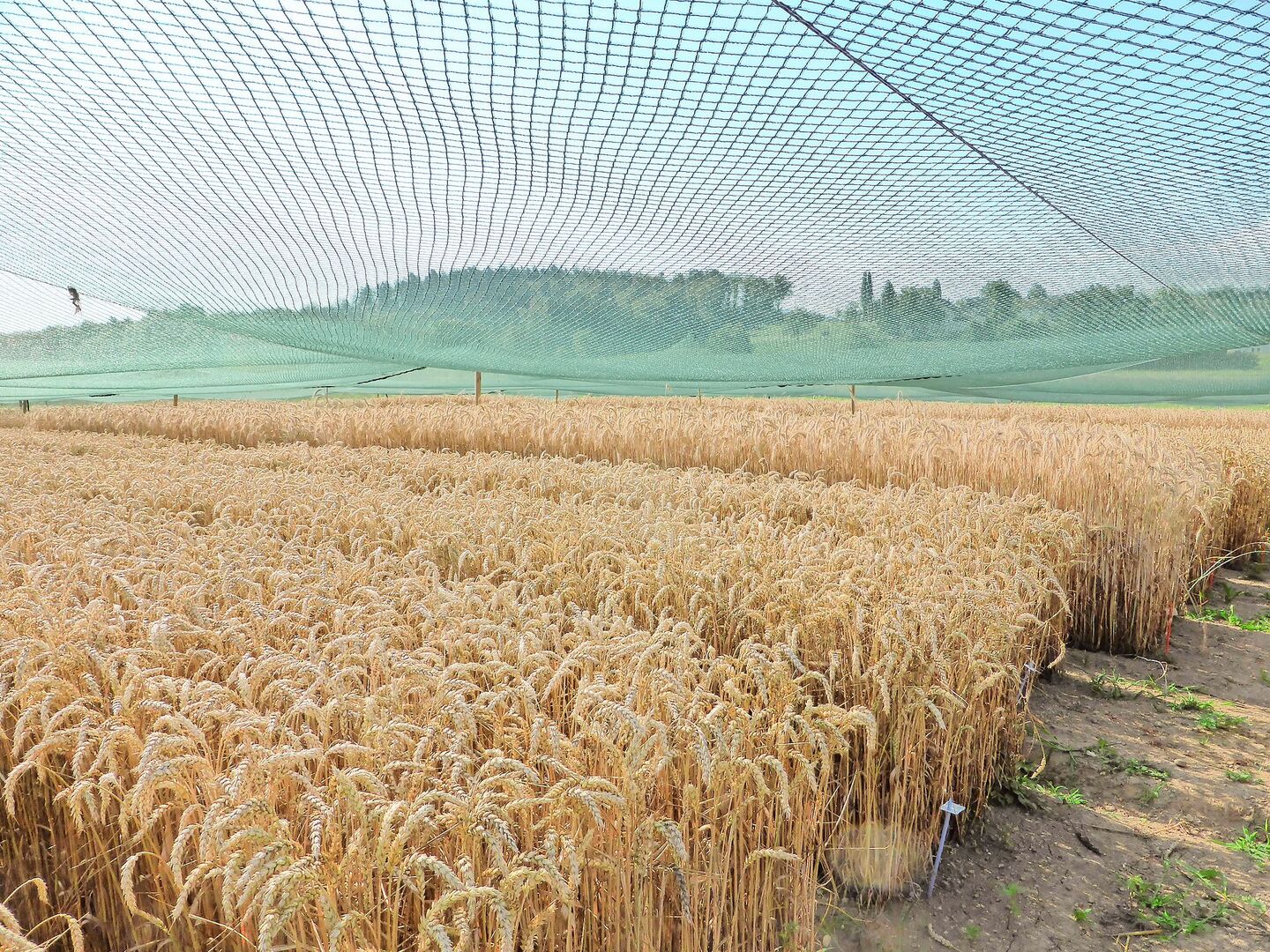 Auf der «Protected Site» in Reckenholz stand der gentechnisch veränderte Weizen aus Deutschland während dreier Versuchsjahre.