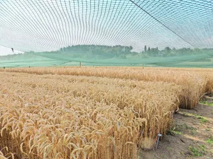 Auf der «Protected Site» in Reckenholz stand der gentechnisch veränderte Weizen aus Deutschland während dreier Versuchsjahre.