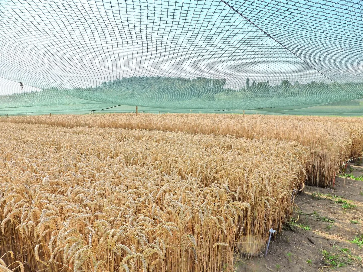 259b6b3f8a607fc683f4422e7e9b9b679f8e752074b8bfc0b288fcaaca1888c6 Auf der «Protected Site» in Reckenholz stand der gentechnisch veränderte Weizen aus Deutschland während dreier Versuchsjahre.