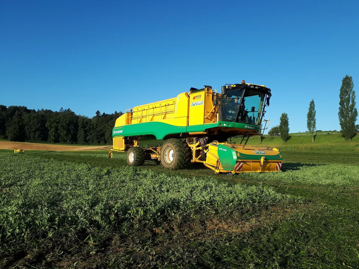 Erbsenernte_low Es werden Erbsenproduzenten gesucht
