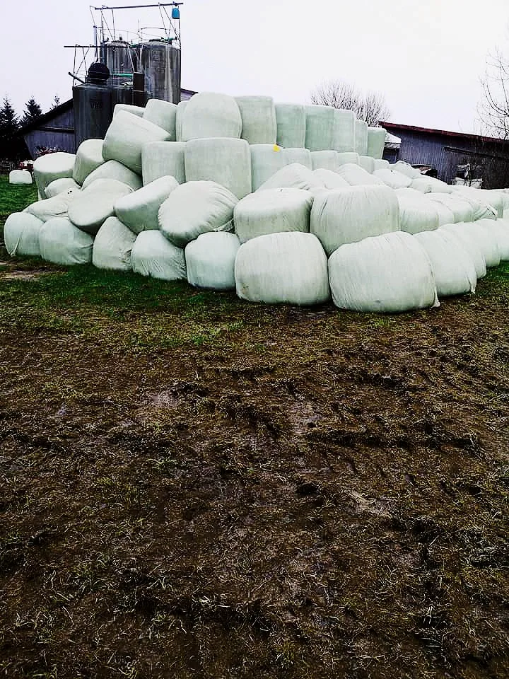 d1ac8aa73c0fb739dfd237625720263ef0e936a8 In der Herbstgras-Silage kann es zu Gärsaftverlust kommen. Bild: zVg