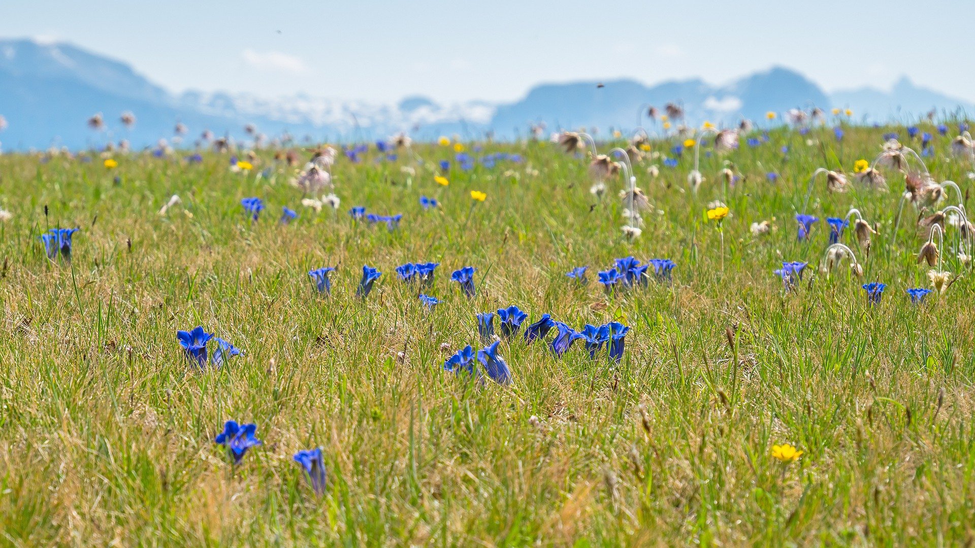 Um die Ziele für den Biodiversitätsschutz zu erreichen, fehlt das Geld