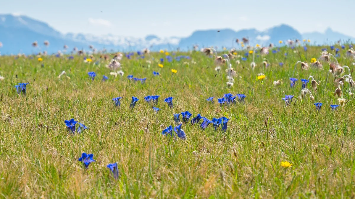 alpine-meadow-g52062f48d_1920 Um die Ziele für den Biodiversitätsschutz zu erreichen, fehlt das Geld