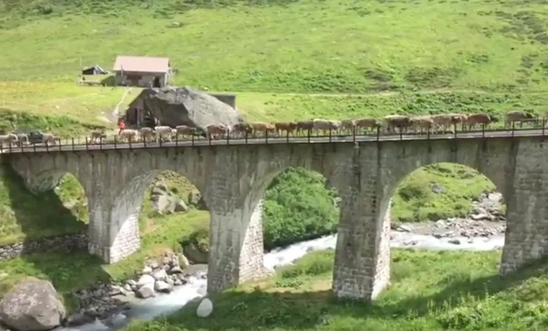 2bf946ebd0ba9a9b657c77f0287558b2b7e5d13d Um zur neuen Weide zu gelangen, müssen die Kälber der Familie Planzer eine Bahnbrücke überqueren. (Screenshot Youtube)