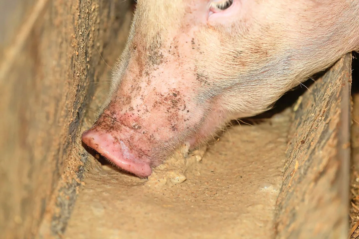64dcbf705beb12e3674b2a5411138dbe3e3bb3c386547144650a2a1bebd1c08a Schweine sind bekannt als Veredler von Nebenprodukten aus der Lebensmittelherstellung.