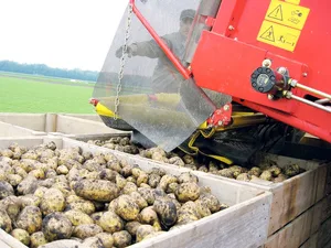 12 000 t Kartoffeln kommen in die «Garantielager». (Bild rü)