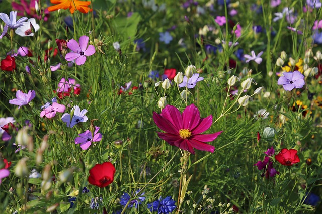 Die Hauptgründe für den Verlust von Biodiversität seien die übermässige Nutzung der natürlichen Ressourcen, der Klimawandel, die Verschmutzung der Umwelt sowie eingewanderte, gebietsfremde Arten. (Bild pixabay)