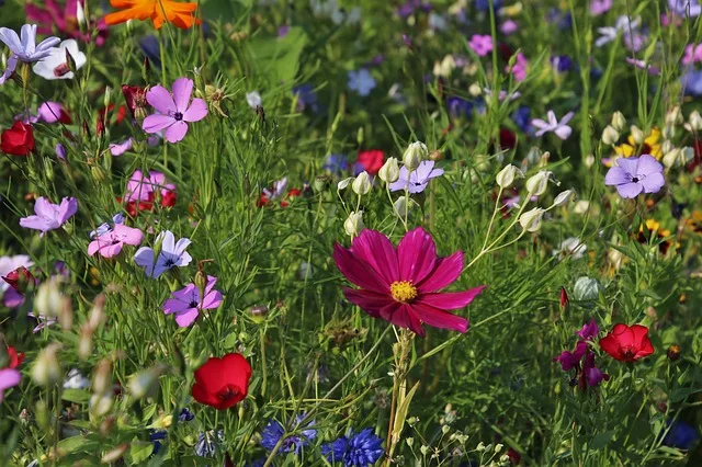 abf430e8821cf5aa9dcb637d3cdc81b18adfa6e1 Die Hauptgründe für den Verlust von Biodiversität seien die übermässige Nutzung der natürlichen Ressourcen, der Klimawandel, die Verschmutzung der Umwelt sowie eingewanderte, gebietsfremde Arten. (Bild pixabay)