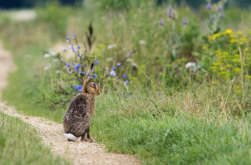 bec0181ff9dbe058d5b42bc7b747167b948d3b2e Eine gelungene Zusammenarbeit: Im Klettgau werteten Bauern mit der Vogelwarte ein ehemals intensives Ackerbaugebiet auf. Heute hoppeln dort Feldhasen. (Bild Markus Jenny/Vogelwarte)