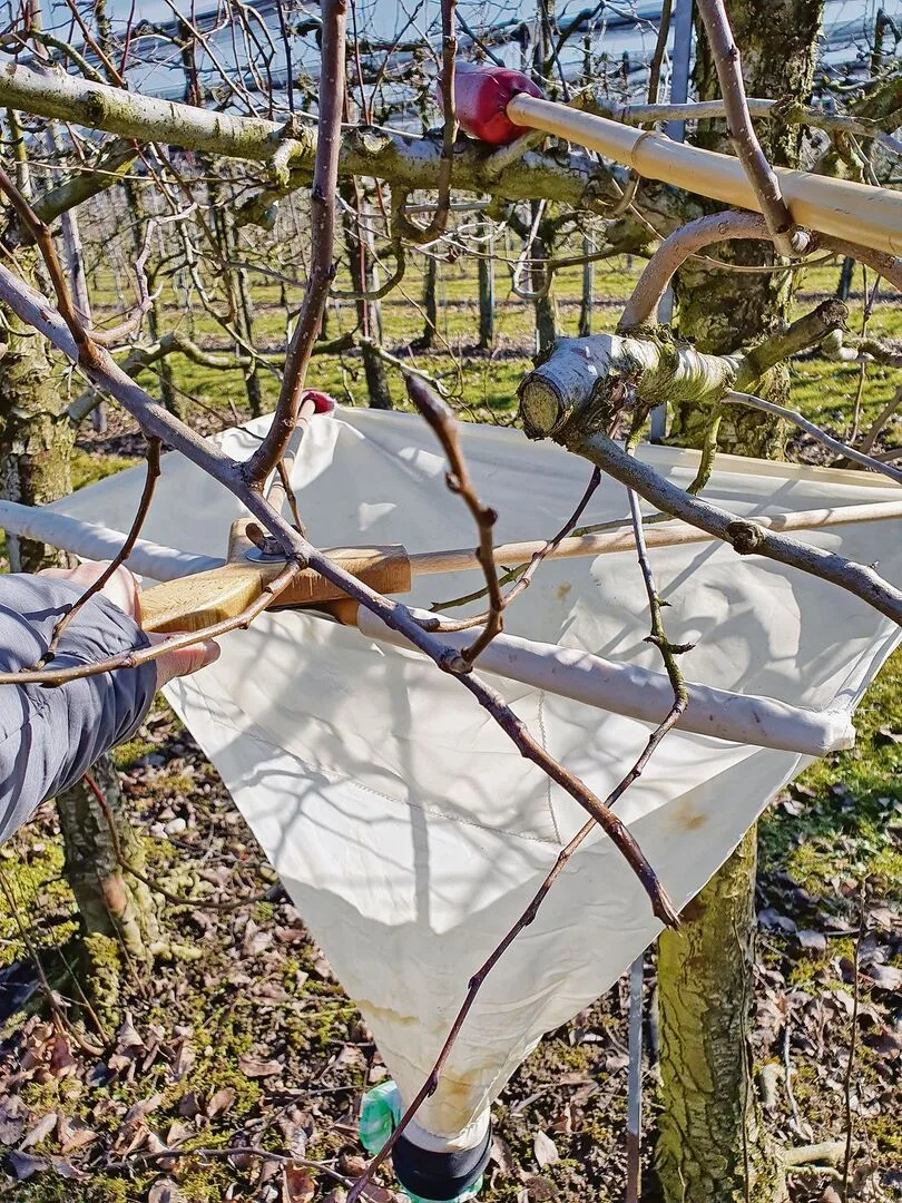 So sieht es aus, wenn eine Klopfprobe durchgeführt wird. Sie hat zum Ziel, die Überwachung von Schädlingen zu ermöglichen sowie die allfällige Bekämpfung zu planen.
