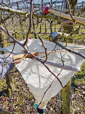 So sieht es aus, wenn eine Klopfprobe durchgeführt wird. Sie hat zum Ziel, die Überwachung von Schädlingen zu ermöglichen sowie die allfällige Bekämpfung zu planen.
