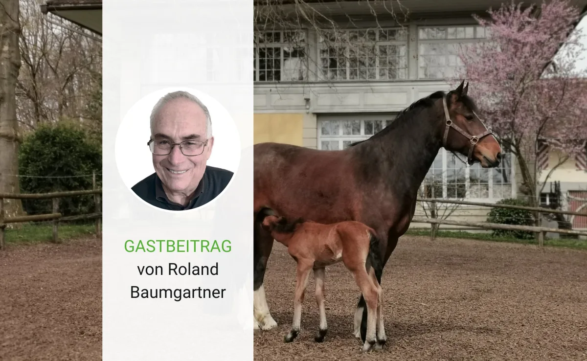 gastbeitrag-3 Beim Freiberger geht es nicht nur um Erhaltungszucht