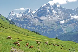 Schon bald gehen wieder viele Rinder und Kühe auf die Alp.(Bild pf)