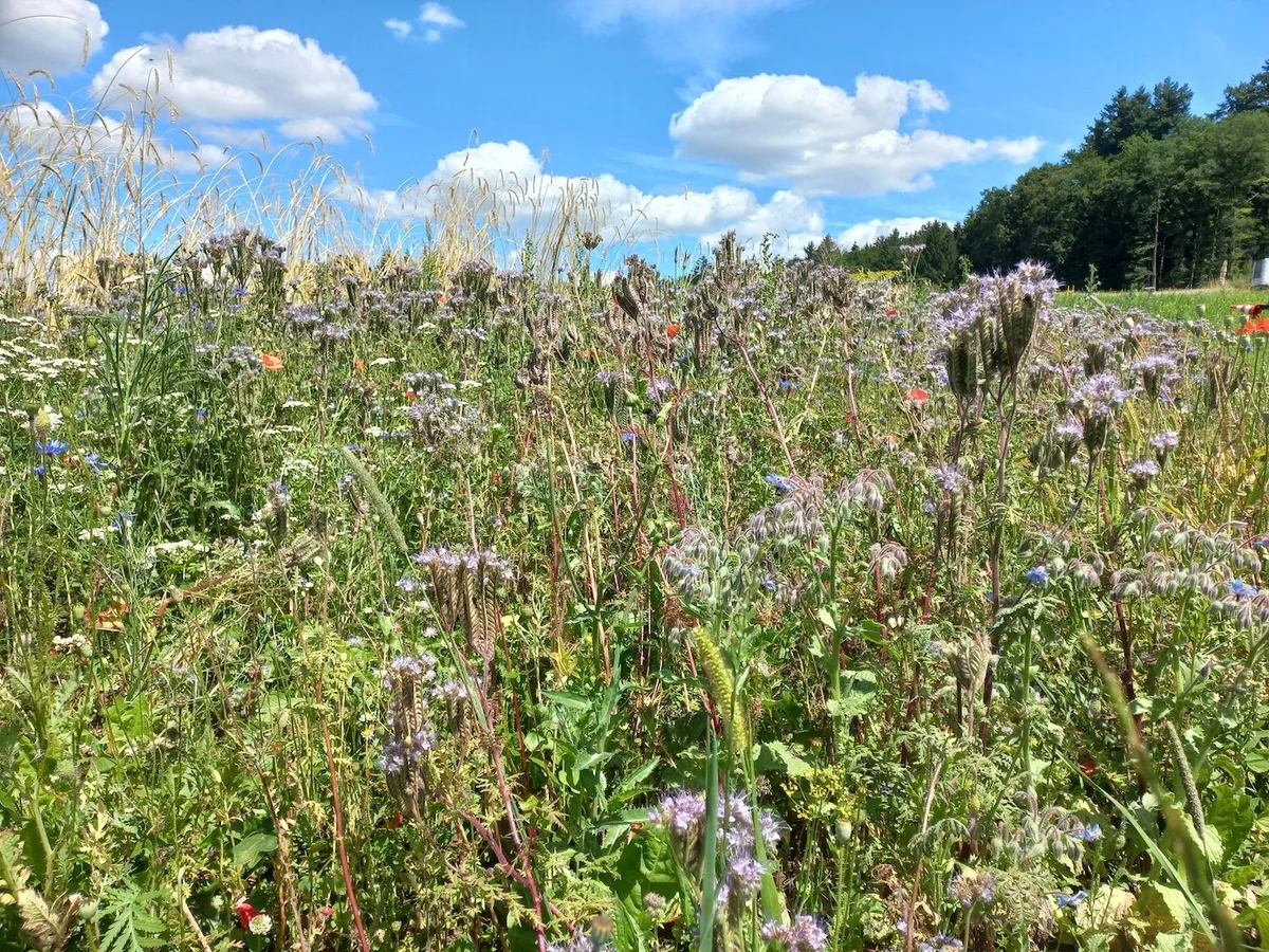biodiversita__tsfoerderflaeche_symbolbild_01 Nützlingsstreifen am Ackerrrand.