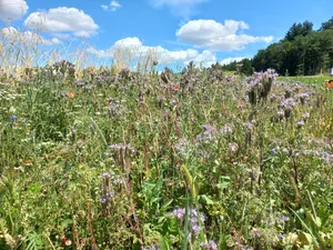 Die Schweizer StimmbürgerInnen werden am 22. September 2024 über die Biodiversitätsinitiative abstimmen. Im Bild ein Nützlingsstreifen am Ackerrrand.