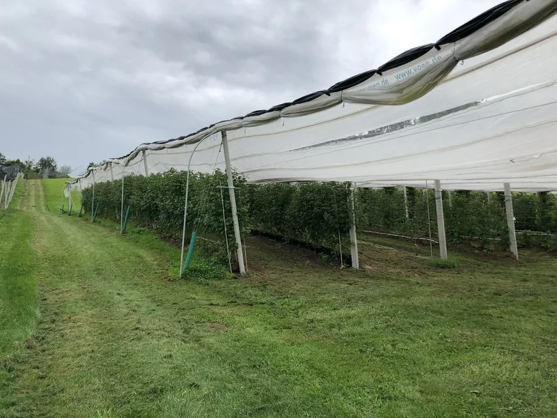 f3f7ccc4941c2f111fcded57c830fa1285be68ea Obstproduzenten schützen ihre Pflanzen. (Symbolbild Esther Thalmann)