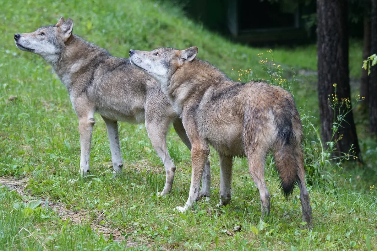 Im Wallis und im Waadtland dürfen je zwei Jungwölfe geschossen werden