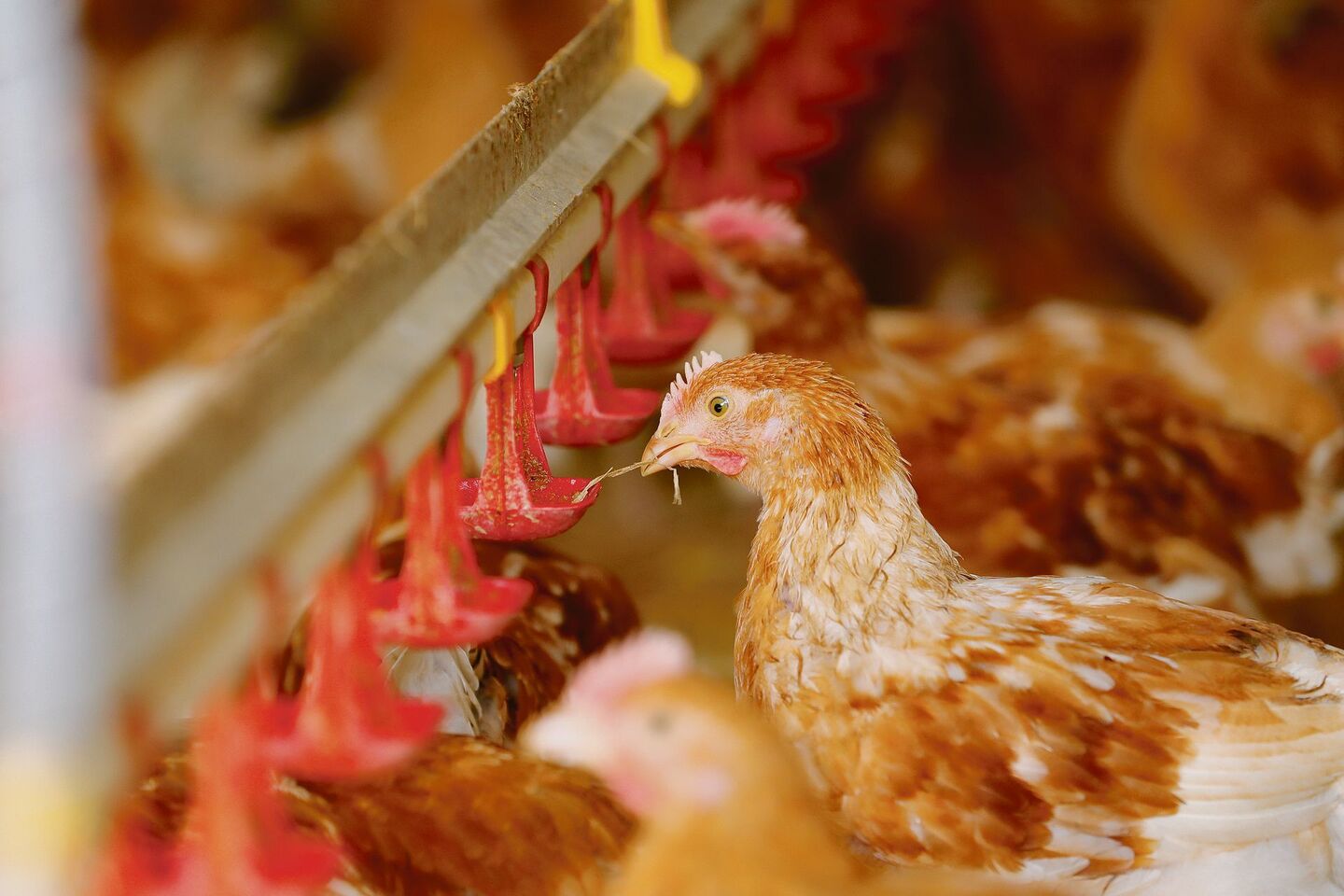 Rationell und kostengünstig: Die Geflügelproduktion erlebte in den vergangenen Jahren einen Boom. Nun machen die steigenden Kosten den Produzenten einen Strich durch die Rechnung.