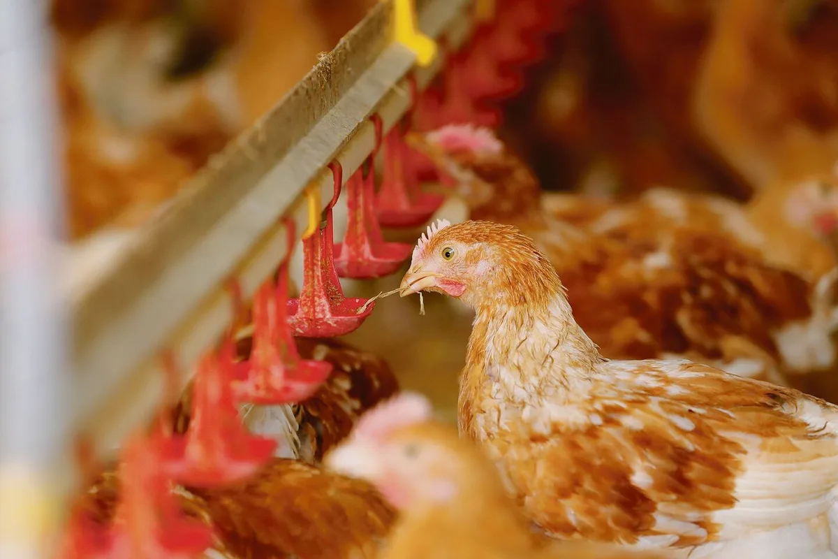 f496a728bd26fa3a2fb4cf592fd1fc76ff2d536c4e3f4f733f3040c550ccebf6 Rationell und kostengünstig: Die Geflügelproduktion erlebte in den vergangenen Jahren einen Boom. Nun machen die steigenden Kosten den Produzenten einen Strich durch die Rechnung.