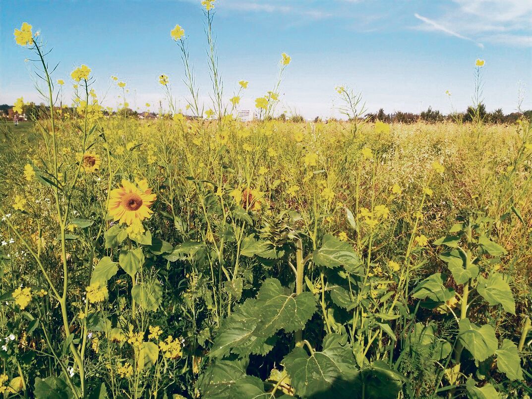 Bei früh gesäter Gründüngung z. B. mit Sonnenblumen kann der Durchwuchs zum Problem werden.