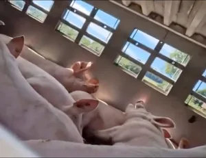 Für KAG Freiland zeigt das Video deutlich, wie sehr die Tiere im Transporter leiden. Die Naturschutz-Organisation verbreitet die Aufnahmen in einer Medienmitteilung sowie auf Social Media und ruft zu mehr Rücksichtnahme bei hohen Temperauren auf.