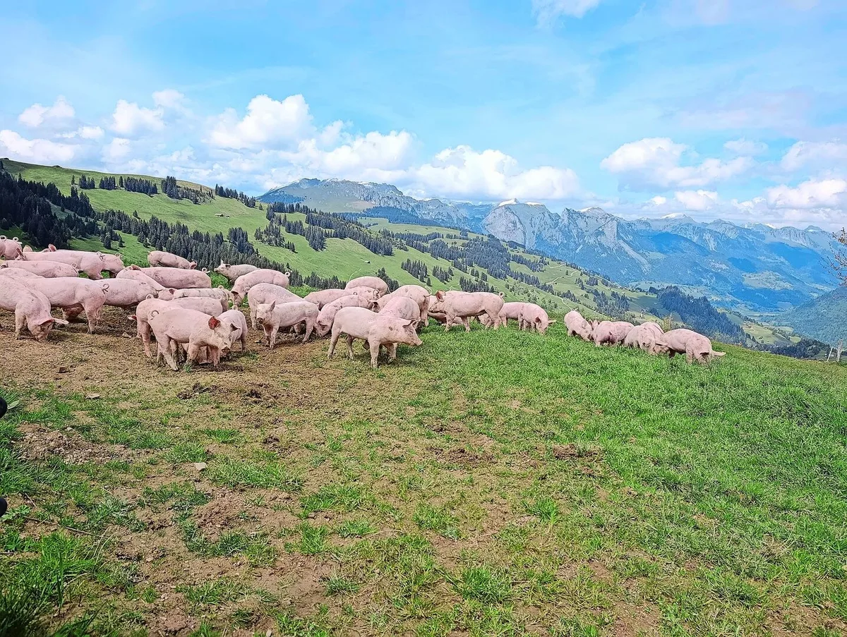 6a2503fc8585bf3e6f5caaf790c1b0604b54fdf1b5d7a47ebe2f226ae6778952 Die Schotte wird auf der Site Alp an die Alpschweine vertränkt. Wie die Kühe dürfen auch die Schweine auf ihre Weide.