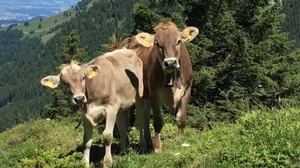 Wie Rinder nach einer Begegnung mit dem Wolf auf Menschen reagieren, ist immer wieder ein grosses Thema. Vor allem, da solche Situationen mit zunehmender Wolfspräsenz häufiger werden. (Bild Mutterkuh Schweiz)