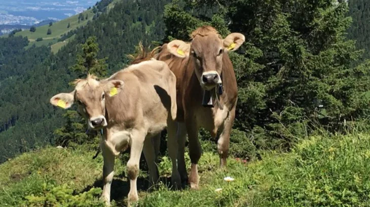 5d53fdc69a65d22f482e9efc4b61a99ff4606b5b Wie Rinder nach einer Begegnung mit dem Wolf auf Menschen reagieren, ist immer wieder ein grosses Thema. Vor allem, da solche Situationen mit zunehmender Wolfspräsenz häufiger werden. (Bild Mutterkuh Schweiz)