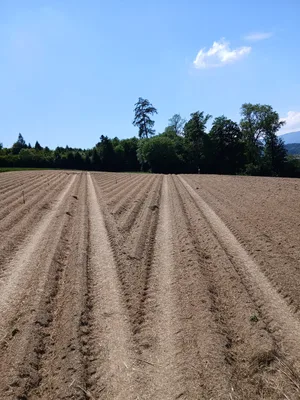 Bevor die Kartoffelpflanzen den Boden mit Blättern und Wurzeln schützen, bedeckt hier Ökoheu die Oberfläche.