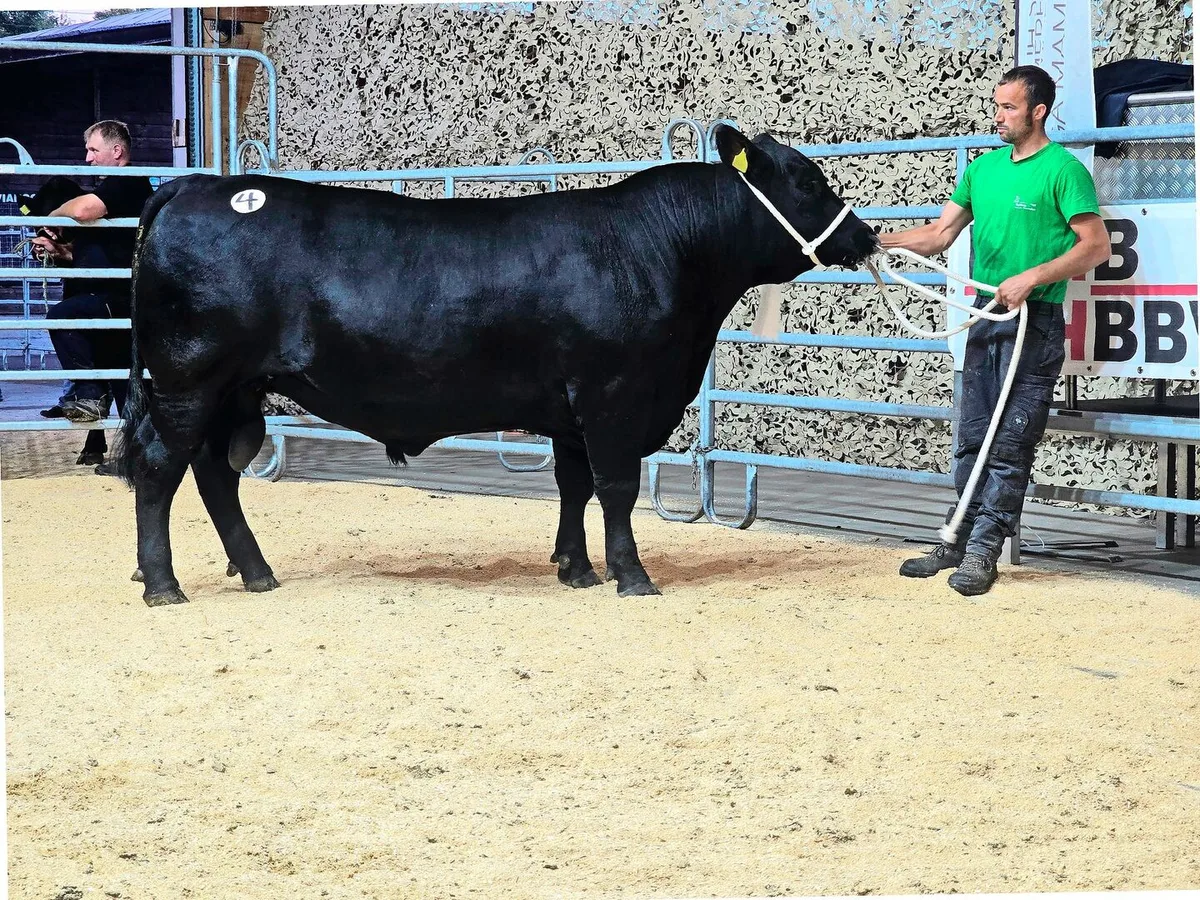 38ec5160d9fc77336822d52642477fc3f4a92f8925c4b1564cf335c8fc5933df Der Champion der Angus-Rasse: der 775 kg schwere SMG-Mitch vom Sonnenhof von Silvan Gmür-Keller aus Ganterschwil SG.