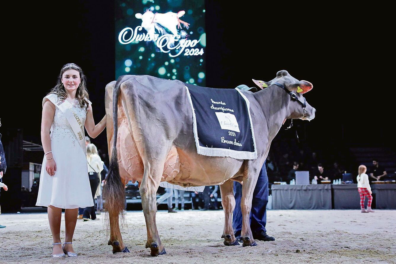 Die schönste Brown-Swiss-Kuh der diesjährigen Swiss Expo: Nussbaumer Lennox Tammy von Marcel Nussbaumer aus Oberägeri.