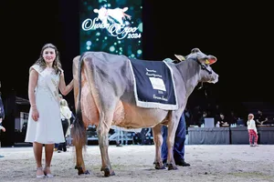 Die schönste Brown-Swiss-Kuh der diesjährigen Swiss Expo: Nussbaumer Lennox Tammy von Marcel Nussbaumer aus Oberägeri.