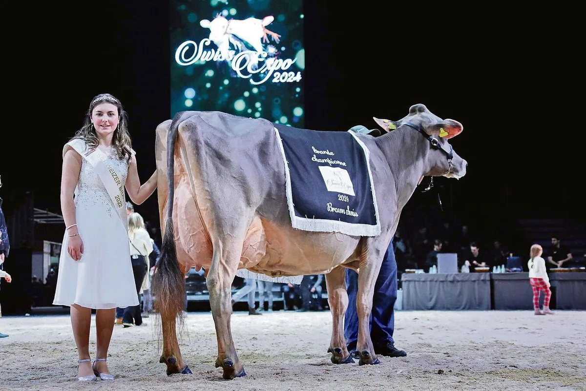 214005b749e8dc542fda7744a048def401abaa5de7723c1f04b9710e69d38429 Die schönste Brown-Swiss-Kuh der diesjährigen Swiss Expo: Nussbaumer Lennox Tammy von Marcel Nussbaumer aus Oberägeri.