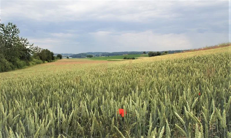 biogetreide-lid Boost für Schweizer Bio-Brot