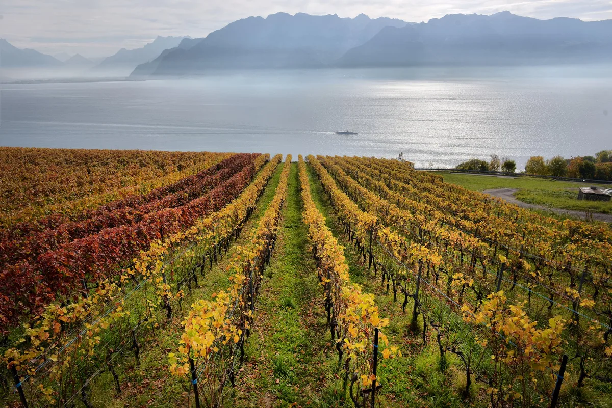 AdobeStock_197338239 panorama of autumn vineyards in Switzerland