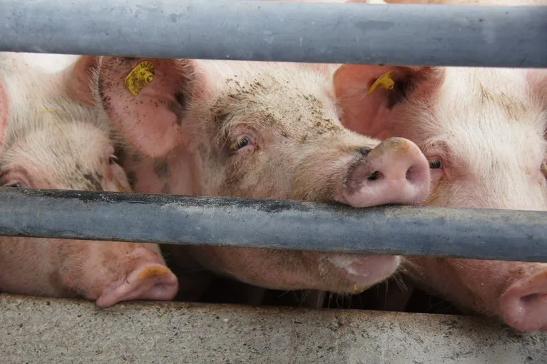 d207962bd4d2915f534c3b73317224112f3e12ce Ein erster Fall der Schweinepest muss in Kambodscha verzeichnet werden. Für die Schweiz besteht weiterhin grosse Gefahr. (Bild lid/ji)