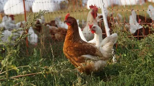 Das Nein-Komitee verweist auf das strenge Schweizer Tierschutzgesetz. Für die Teilnehmenden der Online-Umfrage ist das wichtigste Pro-Argument aber, dass die Tiere hierzulande unter anderem oft keinen Zugang zum Freien hätten.