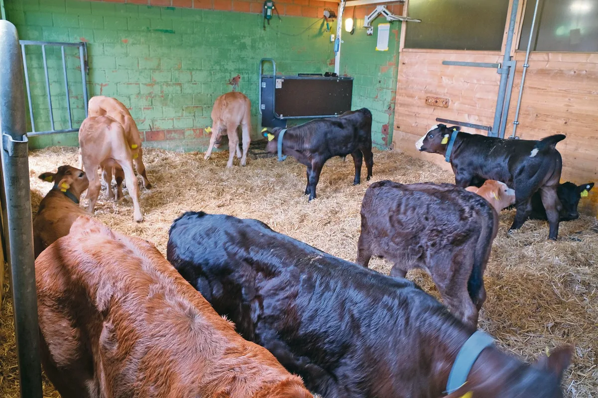 585f2a8598d42a9505c1f655421a565de35804aa So präsentiert sich der Tränkerstall bei Familie Bucheli-Hänsli in Malters. (Bild UFA)