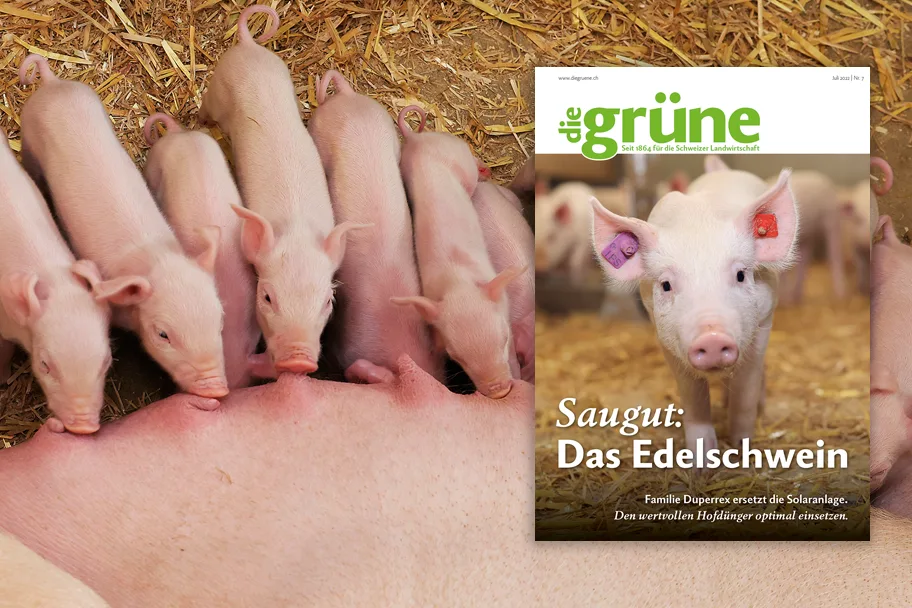DG_22-07_3zu2_Titelbild «die grüne» im Juli 2022 – Saugut: Das Edelschwein