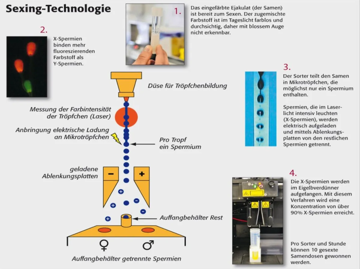 e100c52ff0c327a808ef08beab71a13db01d7a90 Die Sexing-Technologie trennt die männlichen von den weiblichen Spermien. (Grafik Swissgenetics)