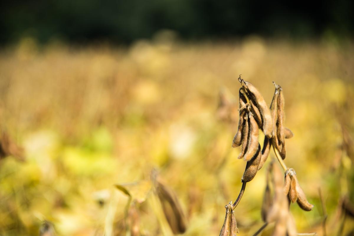 Schwere Dürre lässt die Soja-Ernte einbrechen
