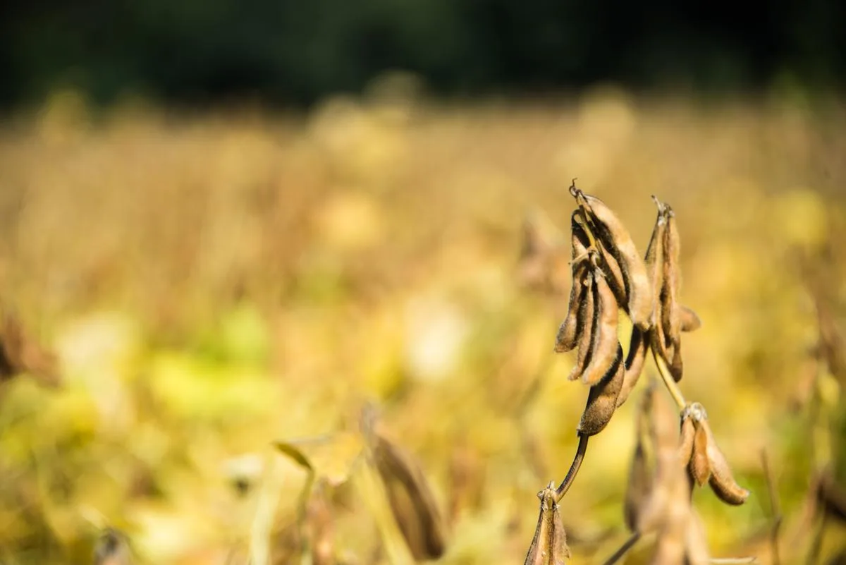 Soja_Sortenversuch Schwere Dürre lässt die Soja-Ernte einbrechen