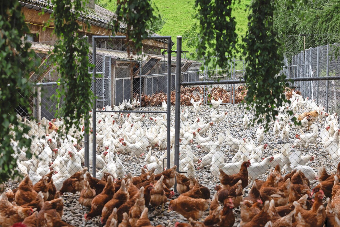 Auf dem Geflügelhof Schönenbühl werden die weissen und die braunen Legehennen gemausert.