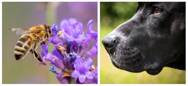 bb7a85383cd13586d47b4fa39c484db3eca870ff Biene oder Hund? Die einen sehen grosses Potenzial, die anderen glauben nicht daran. (Bilder Pixabay)